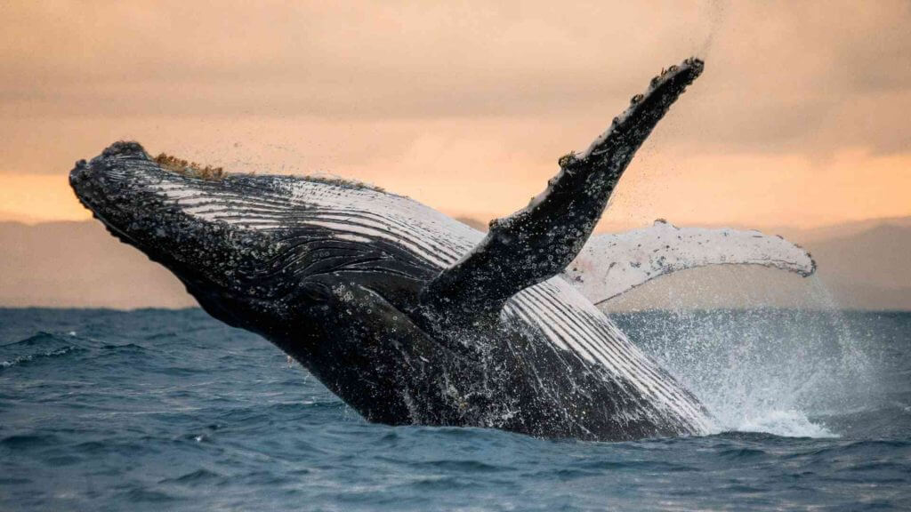 blue whale finita in italia