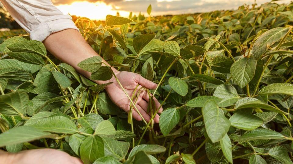 agronomo chi e come diventarlo