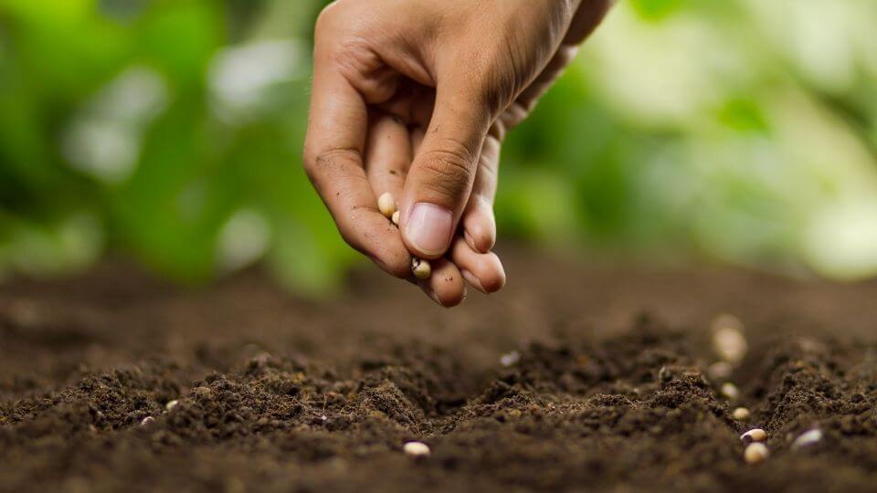 perito agrario chi e come diventarlo