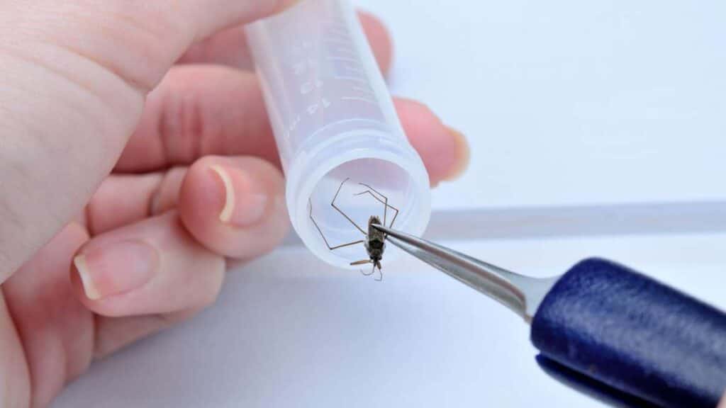 entomologia forense - il ruolo degli insetti nella risoluzione dei crimini