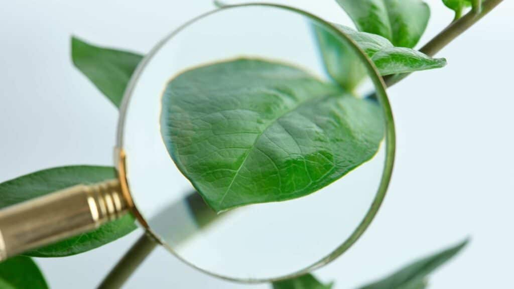 Botanica forense